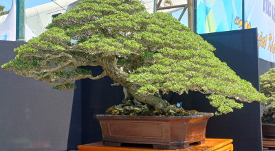 Melihat Eksotisnya Bonsai Rp2 Milyar di Lamongan