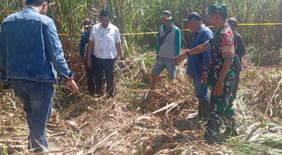 Penebang Tebu Temukan Tengkorak Manusia Misterius di Ajung Jember