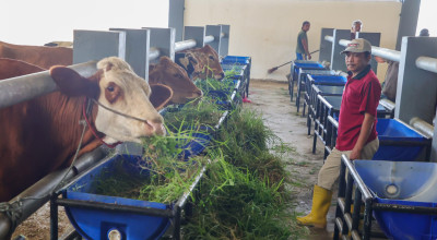 RPH Tambak Osowilangun Surabaya Buka Peluang Jagal Baru
