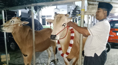 Warga Probolinggo Gelar Ritual Memandikan Sapi di Bulan Suro