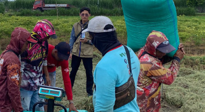 Serapan Gabah Bulog Kediri Lampaui Target, Tembus Setara 73.489 Ton Beras