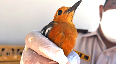 Penyelundupan 200 Burung Liar dari Bali Digagalkan di Pelabuhan Ketapang