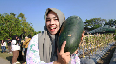 PAE 2026 Jadi Ajang Pesta Rakyat, Rasakan Sensasi Petik Buah dan Sayur