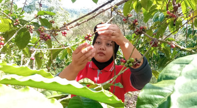 PDP Kahyangan Jember Bidik Peningkatan Produktivitas Kopi dan Garap Sektor Hilir
