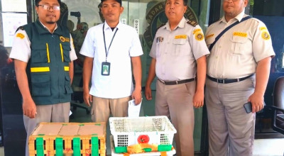 Disembunyikan di Kardus, Penyelundupan Burung dari Balikpapan Digagalkan di Tanjung Perak