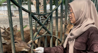 Sempat Kurus, Berat Badan Rusa di Pendopo Tulungagung Kini Mulai Meningkat