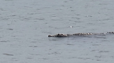 Heboh Buaya di Pantai Popoh dan Sidem Tulungagung, Wisatawan Diminta Waspada