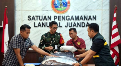 Penyelundupan Koper Isi 30 Ribu Benih Lobster Senilai Rp4,6 Miliar Digagalkan di Bandara Juanda