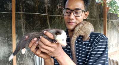 Pemuda di Tulungagung Geluti Budidaya Luwak, Harganya Tembus Puluhan Juta