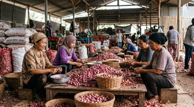 Mimpi Rp700 Ribu Buruh Pengupas Bawang di Pasar Tanjung Jember