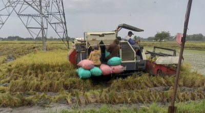Pengadaan Beras Bulog Tembus 4 Juta Ton, Kediri Terus Serap Hasil Panen