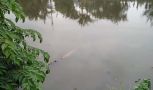 Satu dari tiga ekor buaya menampakkan diri di Sungai Bahgepuk, Desa Kalipecabean, Kecamatan Candi, Kabupaten Sidoarjo