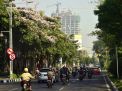 Bunga Tabebuya bermekaran karena kualitas udara di Kota Surabaya sangat bagus (foto: Humas Kota Surabaya @BanggaSurabaya)