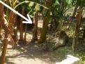 Foto macan yang beredar di media sosial, yang disebut di Balong, Ponorogo