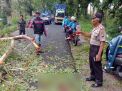 Petugas mengevakuasi pohon tumbang yang menimpa seorang guru hingga tewas di Banyuwangi