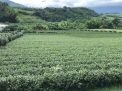 Kebuh teh di Taiwan