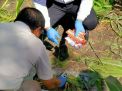 Identitas Mayat Perempuan Telanjang di Kebun Jagung Terungkap