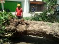 Petugas memotong pohon yang tumbang di Ponorogo