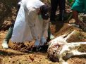 Petugas mengecek kondisi kambing yang mati di Pacitan