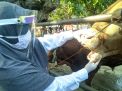 Pemeriksaan hewan kurban di Ponorogo