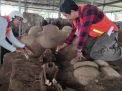 BPCB Jatim Temukan Kerangka Manusia di Situs Kumitir Mojokerto