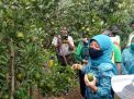 Ketua TP PKK Kabupaten Pasuruan, Lulis Irsyad Yusuf panen jeruk