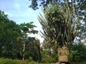 Wow! Kaktus Warisan Hindia Belanda ini Sudah Berumur 117 Tahun
