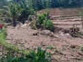 Sawah di Blitar yang rusak diterjang banjir lumpur