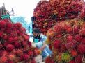 Rambutan jenis Binjai dan Aceh di PIOS