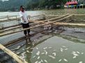 Ribuan ikan di Telaga Ngebel, Ponorogo yang mati