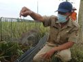 Ngawi Segera Terbitkan Perbup Larangan Jebakan Tikus Beraliran Listrik