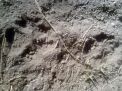 Jejak kaki yang ditemukan di Pacitan, diduga jejak kaki macan tutul