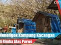 Video: Menengok Kampung Kacangan di Rimba Alas Purwo