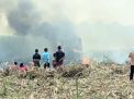 Lahan tebu yang terbakar di Mojokerto