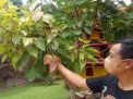Pakar Fengsui Kota Pasuruan, Yudhi Darma menunjukkan salah satu tanaman pembawa hoki