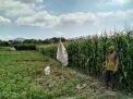 Lahan jagung milik warga Desa Sumberejo, Ponorogo, yang sempat dilewati hewan diduga macan
