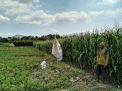 Lahan jagung milik warga Desa Sumberejo, Ponorogo, yang sempat dilewati hewan diduga macan tutul