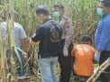 Kerangka Manusia Ditemukan dalam Ladang Tebu di Jombang