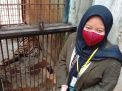 Pengakuan Pengunggah Video Harimau Kurus Koleksi Maharani Zoo