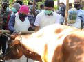 Gubernur Jatim Khofifah Indar Parawansa meninjau penjualan hewan kurban secara online di Bangkalan, Madura