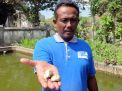 Salah satu petani ikan hias di Tulungagung menunjukkan ikan yang mati akibat cuaca dingin
