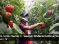 Video: Cara Petani Paprika di Pasuruan Bertahan Selama Pandemi Covid-19