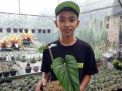 Satu dari dua remaja sukses karena budidaya tanaman Genus Philodendron