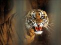 Bhaksi, Harimau Viral dengan Kondisi Kurus itu Pejantan yang Perkasa