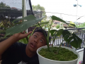 Kisah 2 Remaja Pasuruan Raih Omset Jutaan dari Tanaman Philodendron