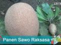 Video: Panen Sawo Raksasa di Ponorogo