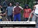 Video: Detik-detik Penangkapan Ular Sanca di Probolinggo