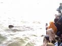 Kehebohan warga peserta Tradisi Praonan di Pasuruan saat Hiu Tutul menampakkan diri di laut lepas