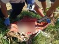 Petugas melakukan identifikasi mayat bayi yang ditemukan di ladang Bukit Ngrungki, Trenggalek