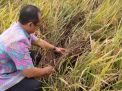 Petugas memeriksa tanaman padi yang terkena wereng 